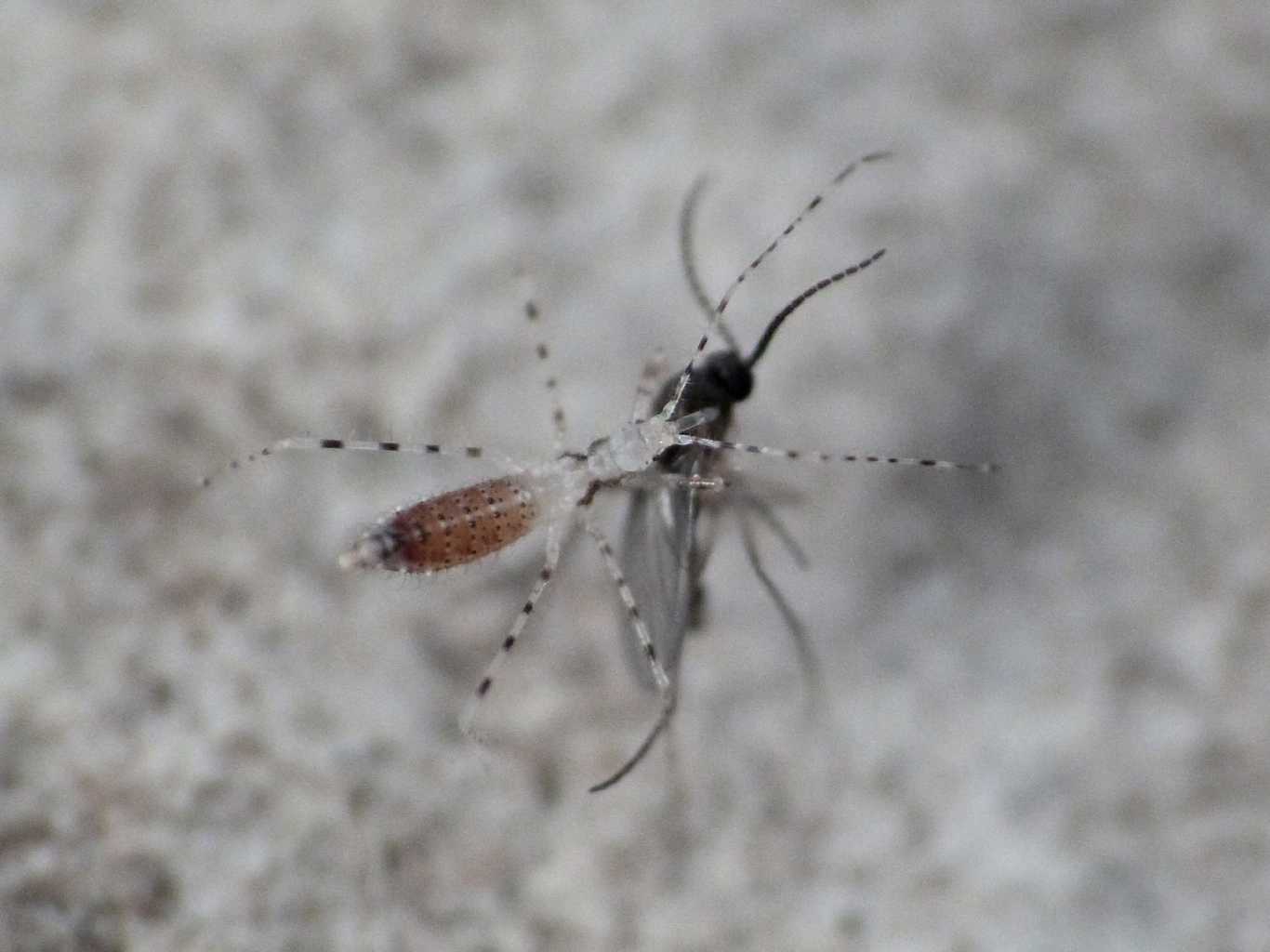 Neanide di Empicoris sp. (forse, xambeui?) con preda